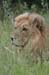 123_2394_Kruger_Loewe
