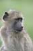 124_2402_Krueger_Affe