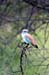 124_2412_Kruger_European_Roller