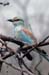 124_2421_Kruger_European_Roller