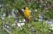 124_2437_Kruger_Webervogel