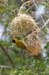 124_2440_Kruger_Webervogel_mod