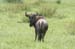 124_2442_Kruger_Gnu