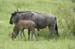 124_2444_Kruger_Gnu