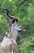 124_2450_Kruger_Kudu_mod