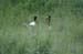 124_2457_Kruger_bunterStorch