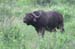 125_2528_HluHluwe_Bueffel