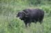 125_2532_Hluhluwe_Bueffel