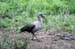 125_2533_Hluhluwe_Vogel