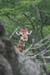125_2561_Hluhluwe_Giraffe_mod