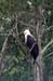 126_2605_St_Lucia_Seeadler_mod
