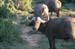 128_2830_Ado_Elephant_Bueffel