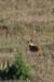 128_2877_Ado_Marder_Ausschnitt_mod