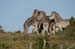 128_2884_Ado_Zebras
