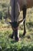 128_2894_Ado_Antilope