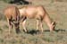 128_2896_Ado_Antilope