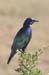 129_2907_Ado_Vogel