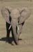 129_2934_Ado_Elefant