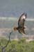 129_2966_Ado_Adler_flieg