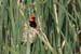 130_3011_Ado_Vogel_Ausschnitt_mod