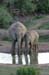 130_3037_Ado_Elefanten_Am_Wasserloch