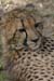 131_3185_Gepard_Ausschnitt