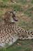 131_3196_Gepard