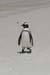 133_3351_BoulderBeach_Pinguin_Ausschnitt
