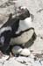 133_3356_BouldersBeach_Pinguin