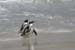 133_3360_BouldersBeach_Pinguine_Ausschnitt