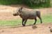 IMG_2007_Warzenschwein