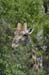IMG_2013_Giraffe