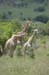IMG_2116_Giraffen