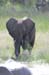 IMG_2194_Elefant